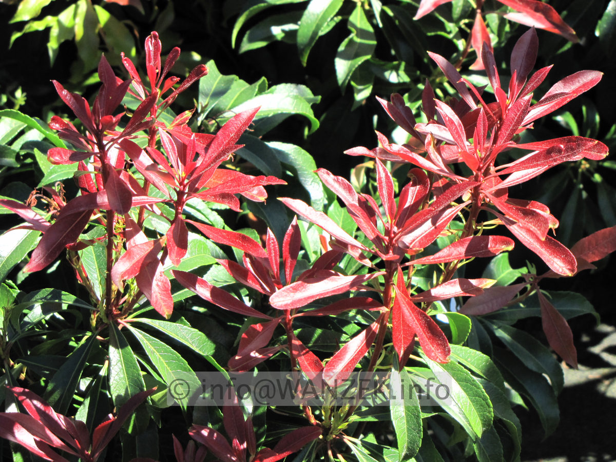 Pieris japonica Mountain Fire - Austrieb02.JPG